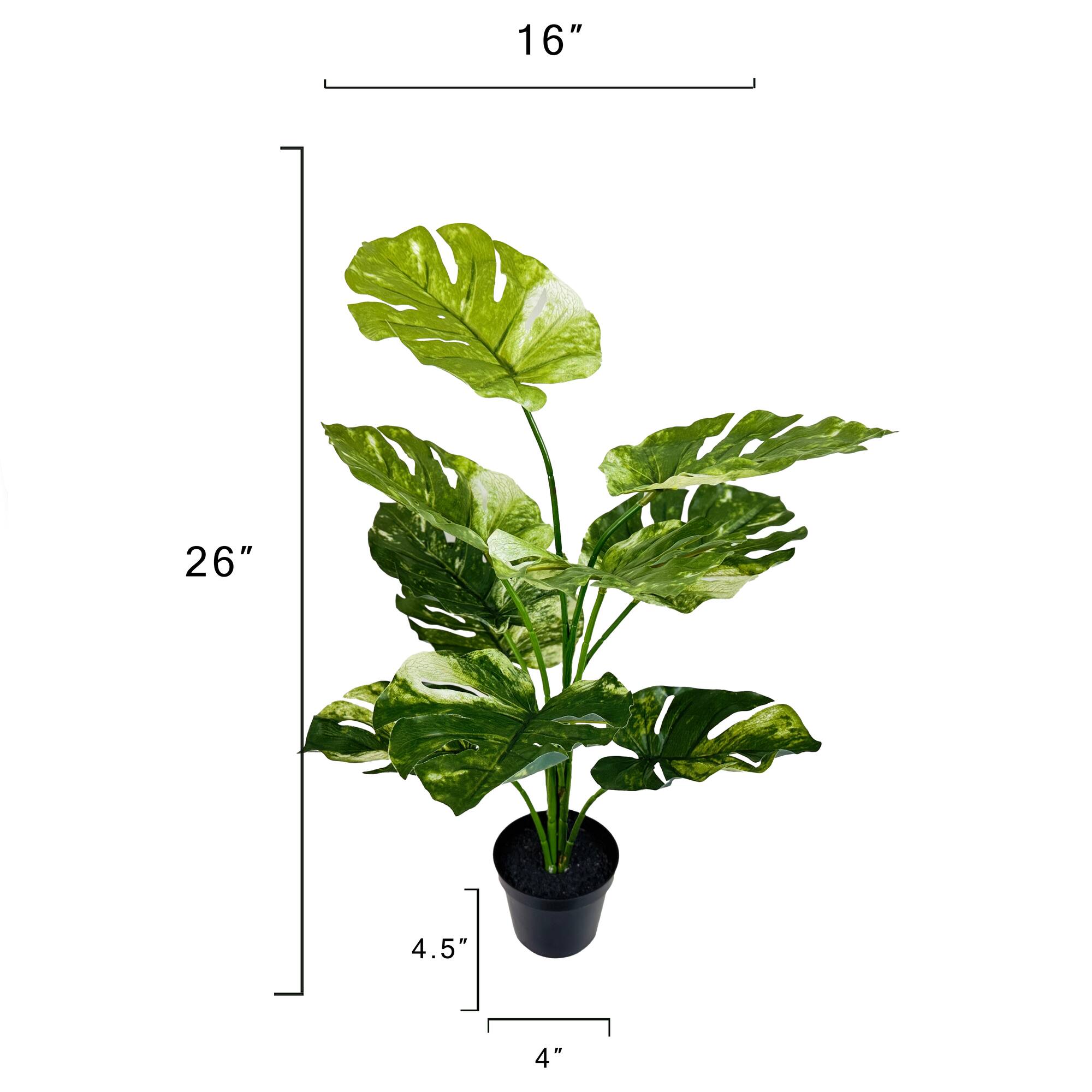29" Potted Green Variegated Monstera Plant by Ashland®